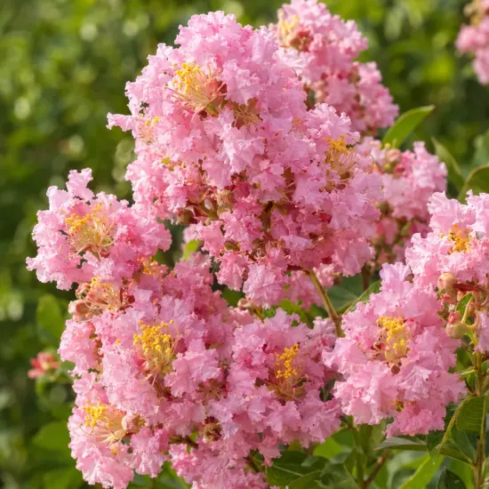 Lilas des indes 'Eveline' (Lagerstroemia indica) — grappes de petites fleurs roses froissées