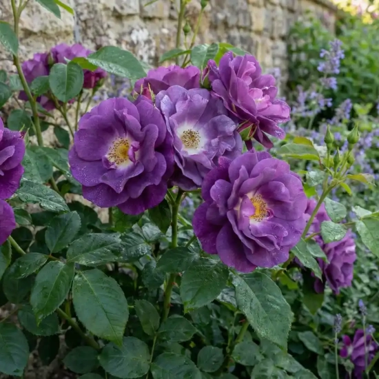 Rosier 'Rhapsody in blue '