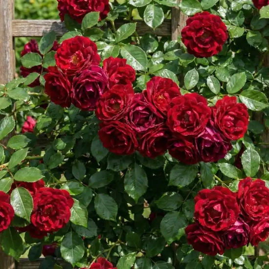 Rosier 'That s jazz '