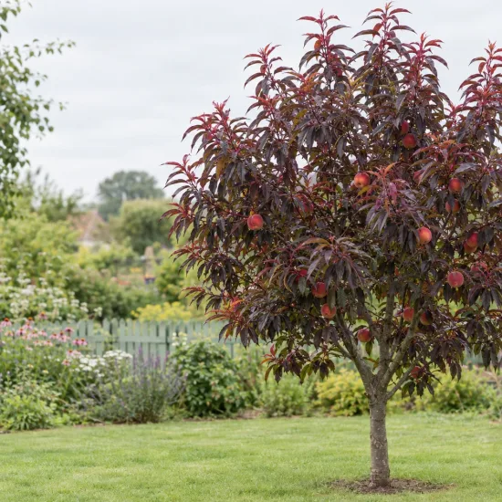 Pêcher pourpre 'Rubira' (Prunus persica) — arbre fruitier au feuillage pourpre dans un jardin · Photo d'illustration