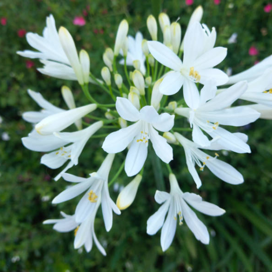 Agapanthe 'Bridal bouquet'