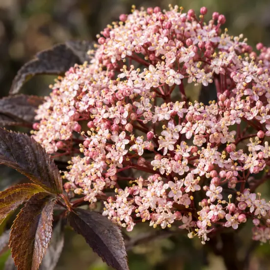Sureau pourpre 'Guincho purple' (Sambucus nigra) — ombelle dense de petites fleurs rosées