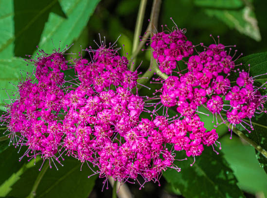 Spirée 'Anthony waterer'