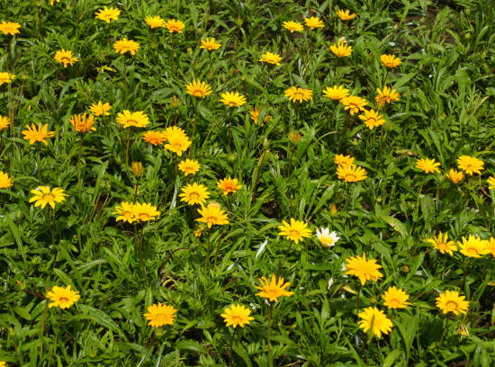 Gazania raide