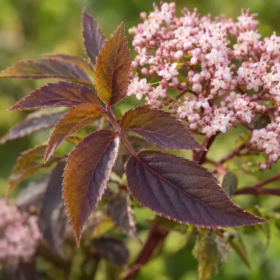 Sureau pourpre 'Guincho purple' (Sambucus nigra) — gros plan sur feuillage pourpre et fleurs roses
