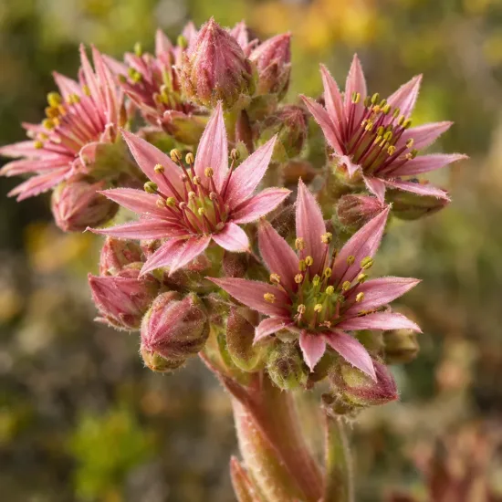 Joubarbe (Sempervivum × liparii) — gros plan sur inflorescence étoilée aux étamines apparentes · Photo d'illustration