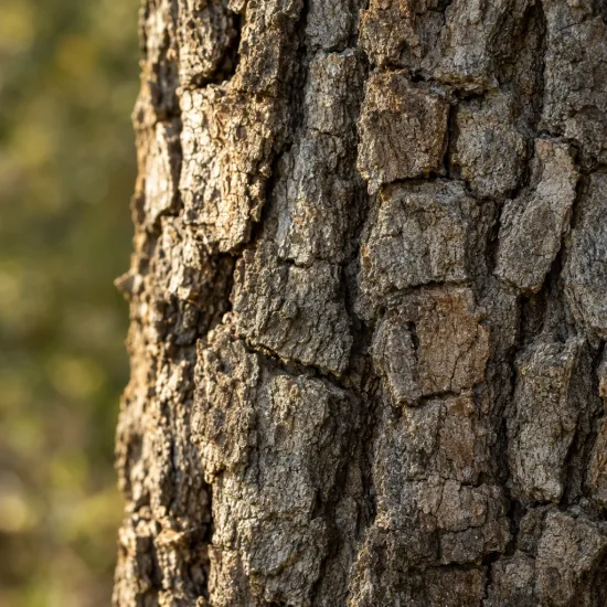 Chêne tauzin (Quercus toza) — gros plan sur écorce rugueuse fissurée · Photo d'illustration