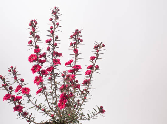 Arbre à thé 'Red damask'