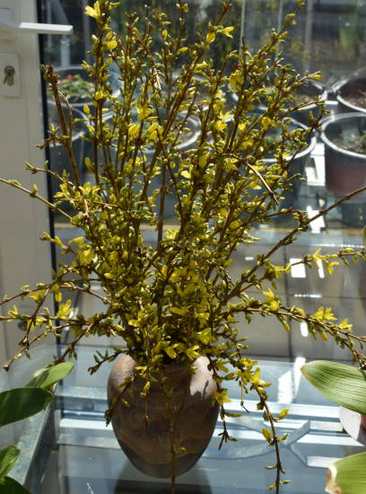Forsythia 'Week end'