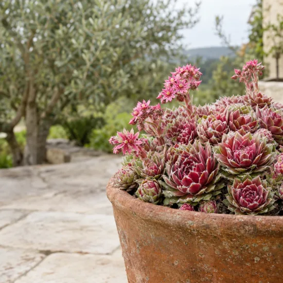 Joubarbe 'Chick charms lotus blossom' (Sempervivum) — plante succulente en rosettes dans un grand pot · Photo d'illustration