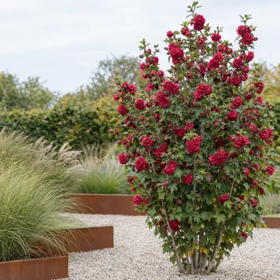 Hibiscus 'French cabaret red' (Hibiscus syriacus) — arbuste aux nombreuses fleurs rouges dans jardin minéral