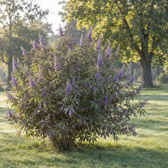 Gattilier 'Flip side' (Vitex agnus-castus) — arbuste fleuri isolé sur pelouse de parc