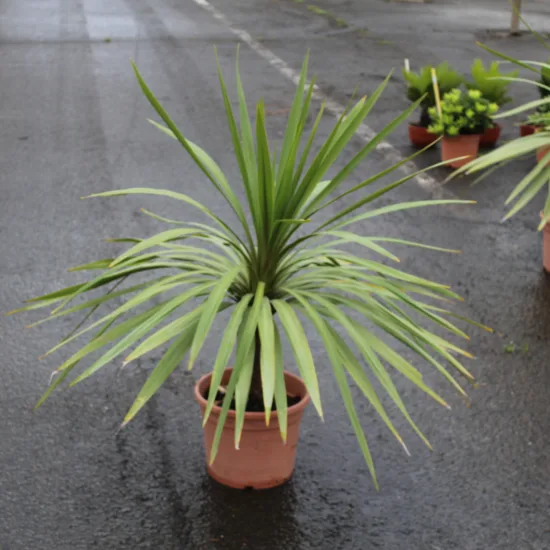 Cordyline australe 'Peko' — Pot 10L