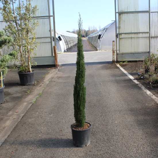 Cyprès méditerranéen 'totem' — Pot 12L