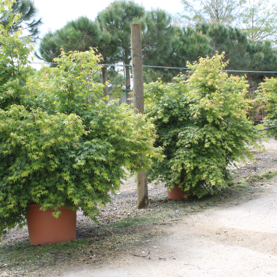 Érable du japon 'Asahi zuru'