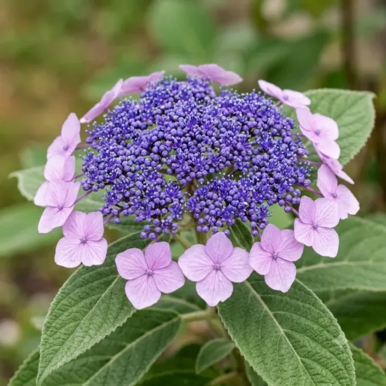Hortensia velu