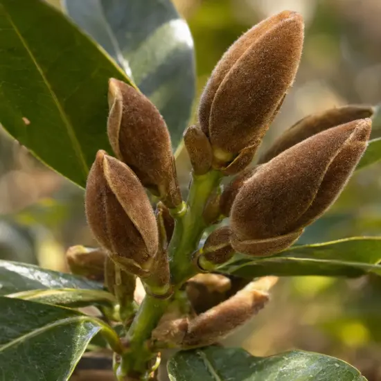 Magnolia à fleur blanc 'Fairy cream' (Michelia) — gros plan sur bourgeons floraux bruns duveteux