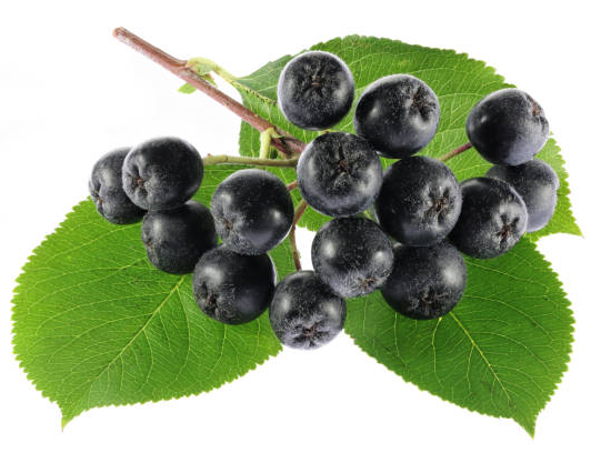 Cassissier 'Black down'