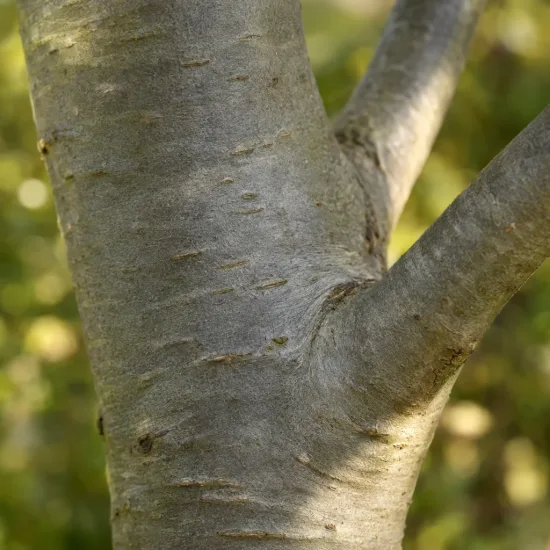 Hêtre commun 'Asplenifolia' (Fagus sylvatica) — Photo d'illustration, photo 4