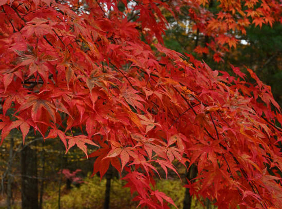 Érable du japon 'Orange dream'