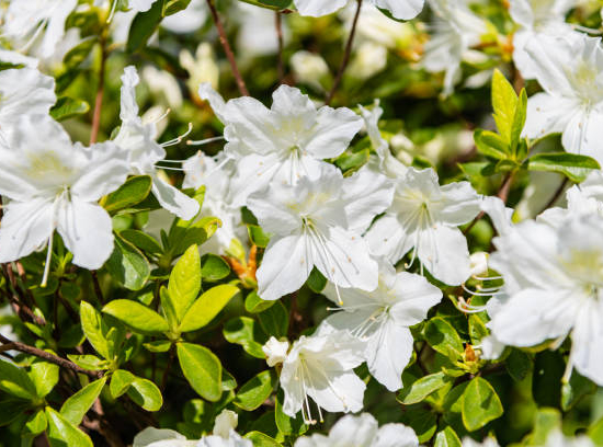 Azalée de chine 'Viscosum blanc'