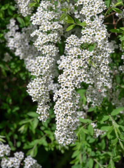 Spirée grefsheim 'Grefsheim'