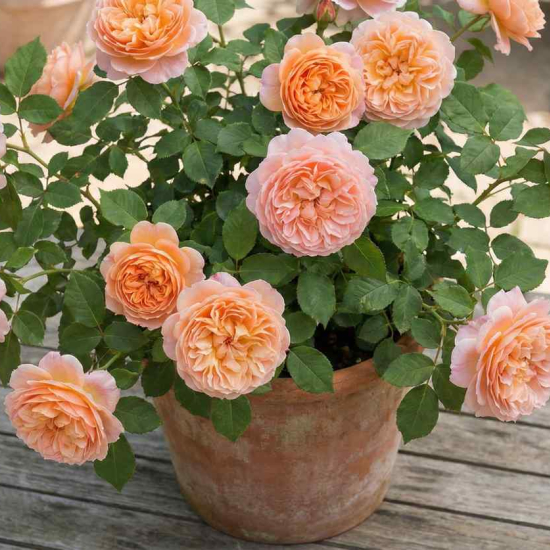 Rosier 'Adriana top model '