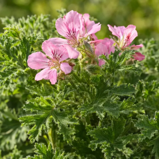 Géranium au parfum de rose 'Robert's lemon rose' (Pelargonium graveolens) — Photo d'illustration