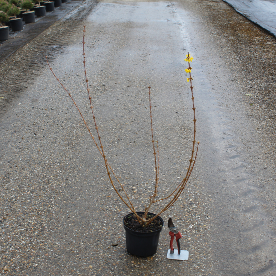 Forsythia 'Lynwood'