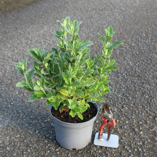 Ciste pulvérulent 'Sunset'