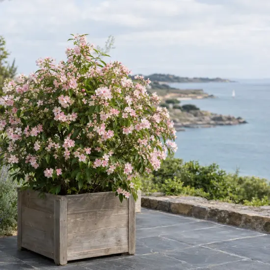 Seringat 'Petite perfume pink' (Philadelphus) — arbuste fleuri en bac sur terrasse côtière