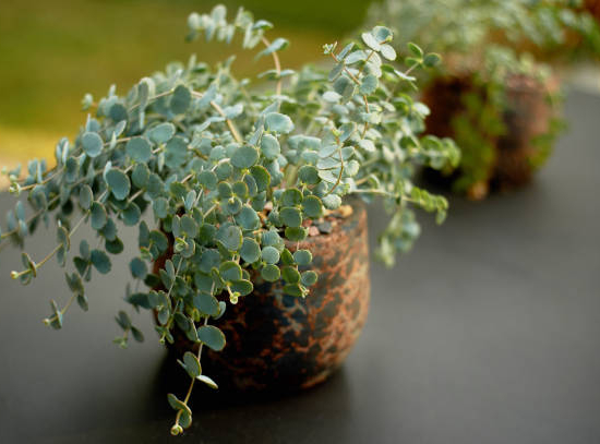 Eucalyptus à feuilles rondes 'Sylverana'