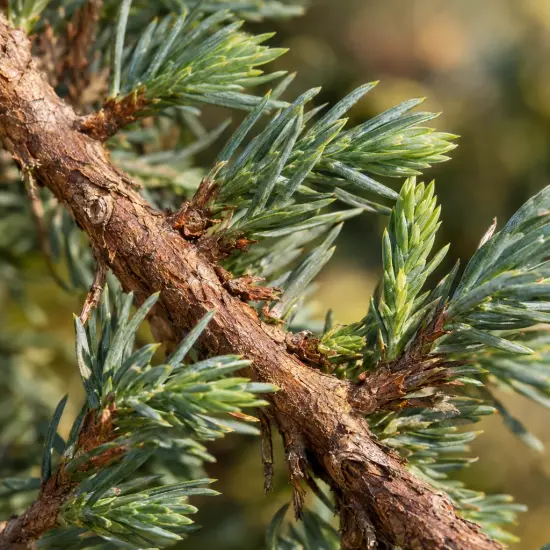 Genévrier 'Blue pacific' (Juniperus conferta) — rameau ligneux avec aiguilles serrées vert bleuté