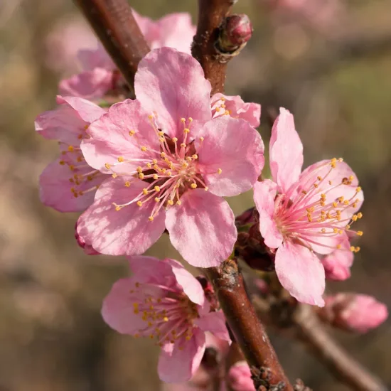 Pêcher franc 'Missour' (Prunus persica) — fleurs roses à cinq pétales sur branche · Photo d'illustration