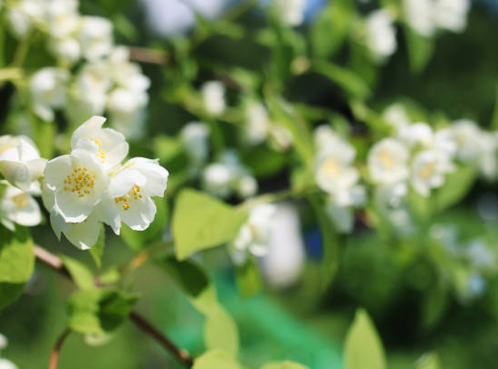 Cognassier à fleurs 'Nivalis blanc'