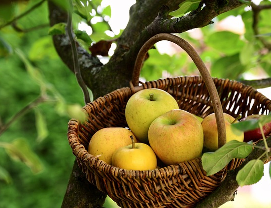 Pommier golden delicious