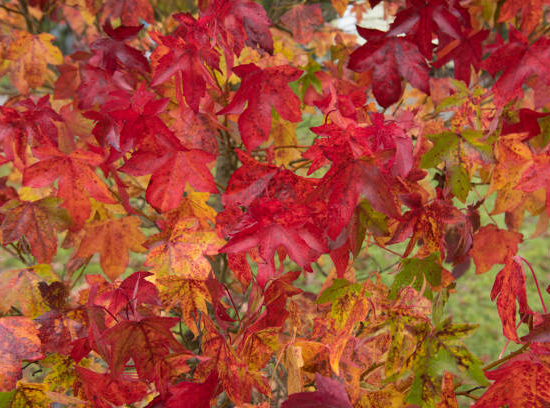 Copalme d'amérique 'Rotundiloba'