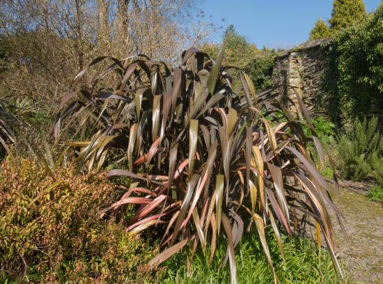 Phormium 'Blackadder'