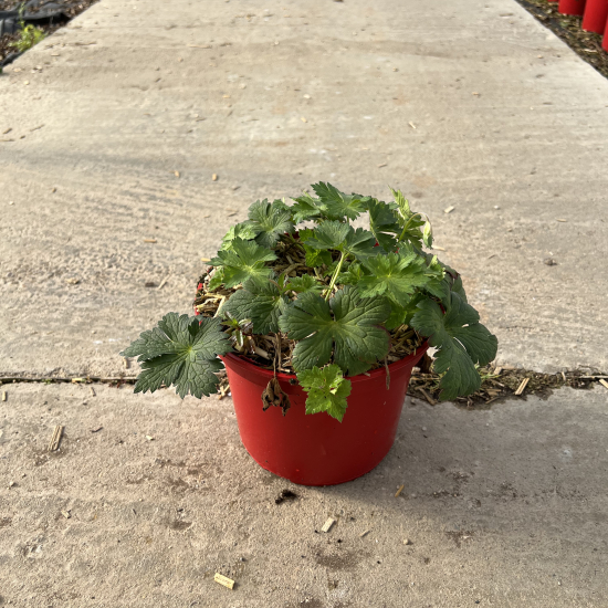 Pélargonium 'Rozane'