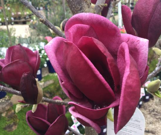 Magnolia 'Genie'