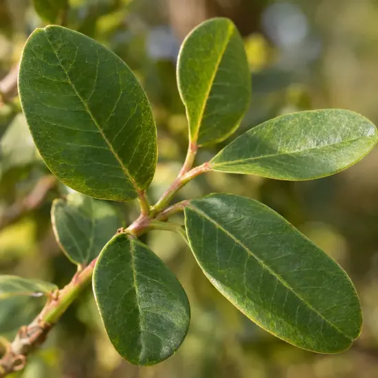 Pistachier vrai 'Randy' (Pistacia vera) — gros plan sur rameau aux larges feuilles vertes