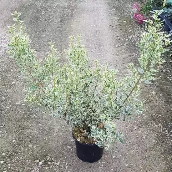 Alaterne panaché 'Argenteovariegata' (Rhamnus alaternus) — arbuste panaché en pot sur allée gravillonnée · Pot 3L Touffe