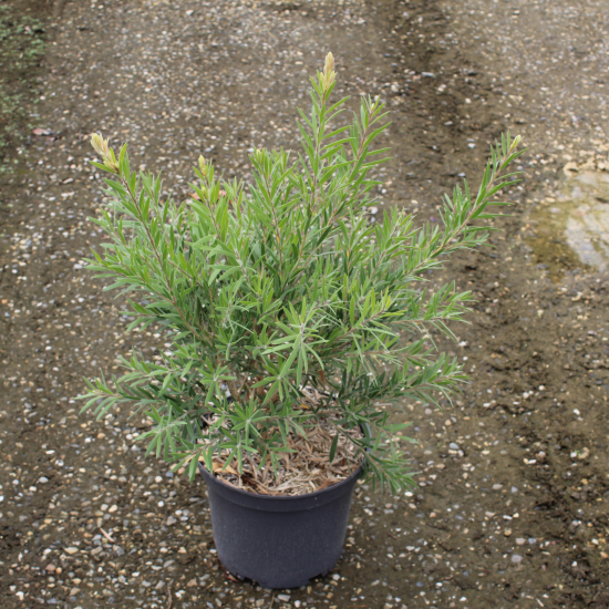 Rince-bouteille 'mini red'