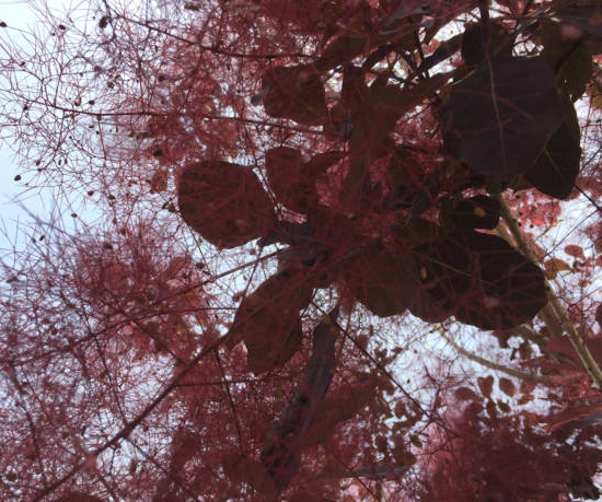 Arbre à perruque 'Dusky maiden'