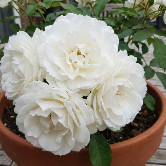 Rosier 'Iceberg '