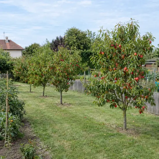 Nectarinier 'Venus' (Prunus persica) — arbres fruitiers chargés de fruits rouges au jardin
