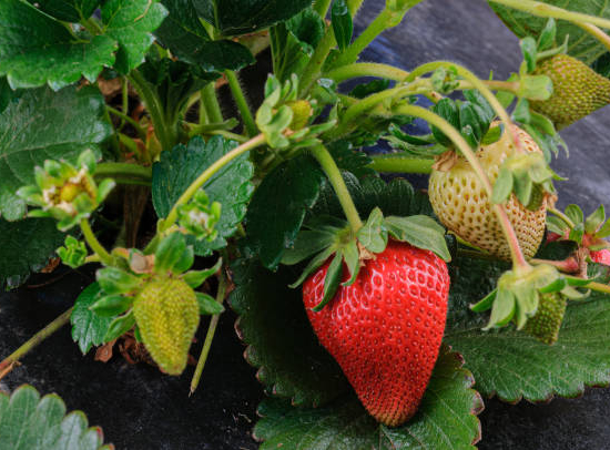 Fraisier 'Mount everest'