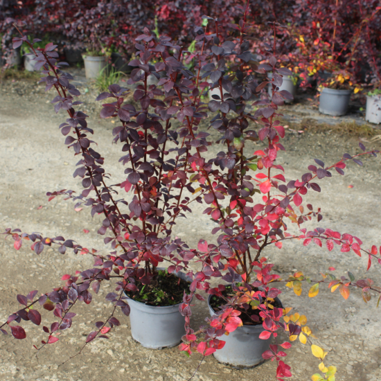 Épine-vinette 'Auricoma'