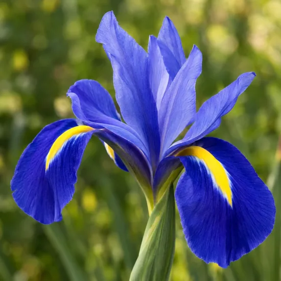Iris de hollande 'Bleu' (Iris × hollandica) — fleur bleue avec macules jaunes, gros plan · Photo d'illustration