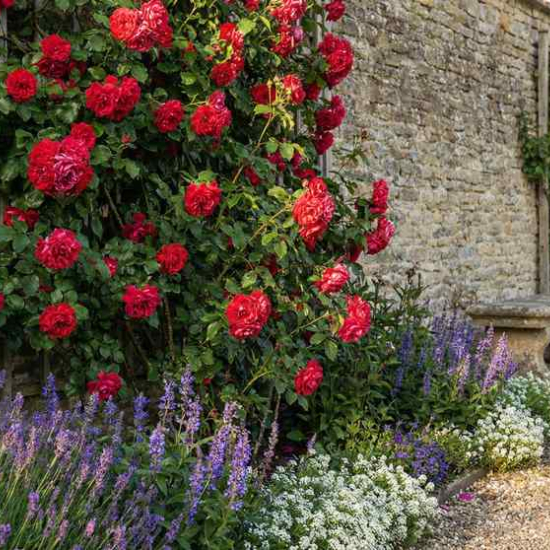 Rosier 'Florentina '